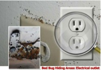 All About Bedbugs! bad smell electrical wiring 